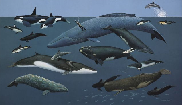 Examples of Cetaceans